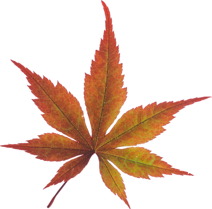 Watercolor Autumn Leaves