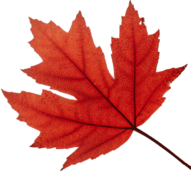 Autumn Maple Leaf