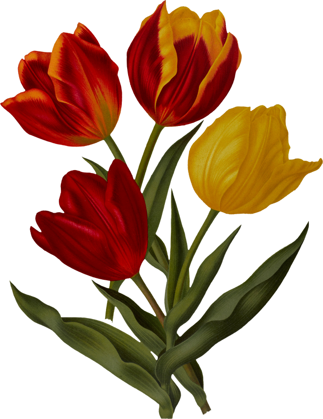 Red tulip flower
